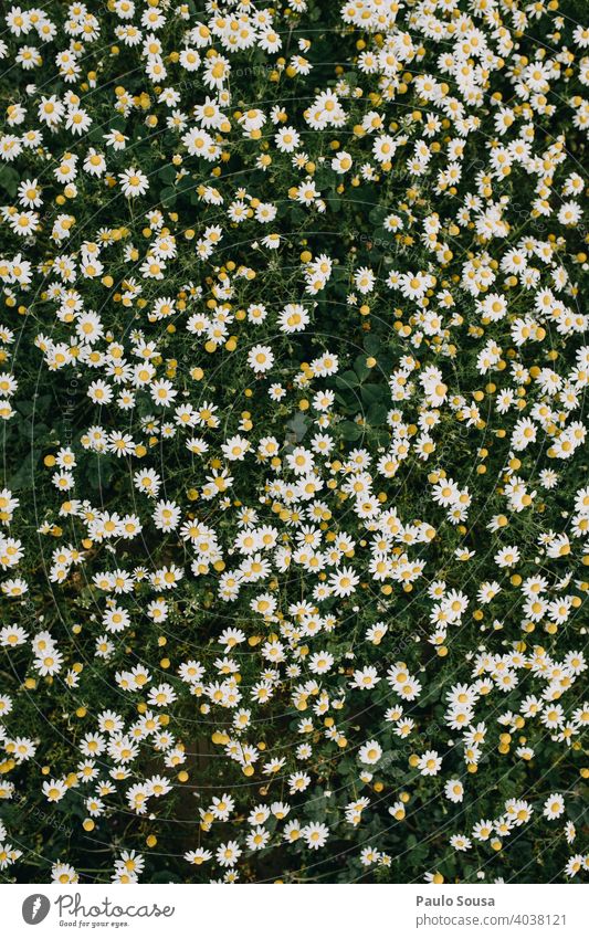 Wild daisies background Daisy Daisy Family marguerites daisy meadow Spring Spring fever Spring flower Spring flowering plant view from above Bird's-eye view Day