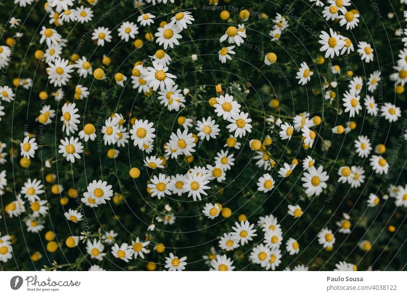Wild daisies field view from above Spring Spring fever Spring flowering plant Daisy Daisy Family Flower Plant Nature Garden Summer Blossom leave White