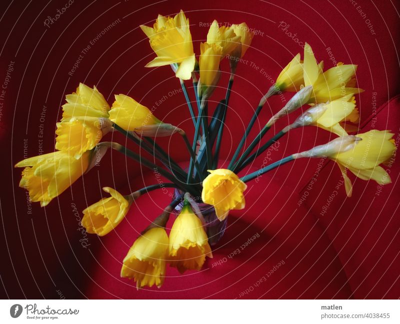 daffodils Ostrich Narcissus Flower Colour photo Blossom Yellow Blossoming Deserted Close-up Shallow depth of field Red Bouquet