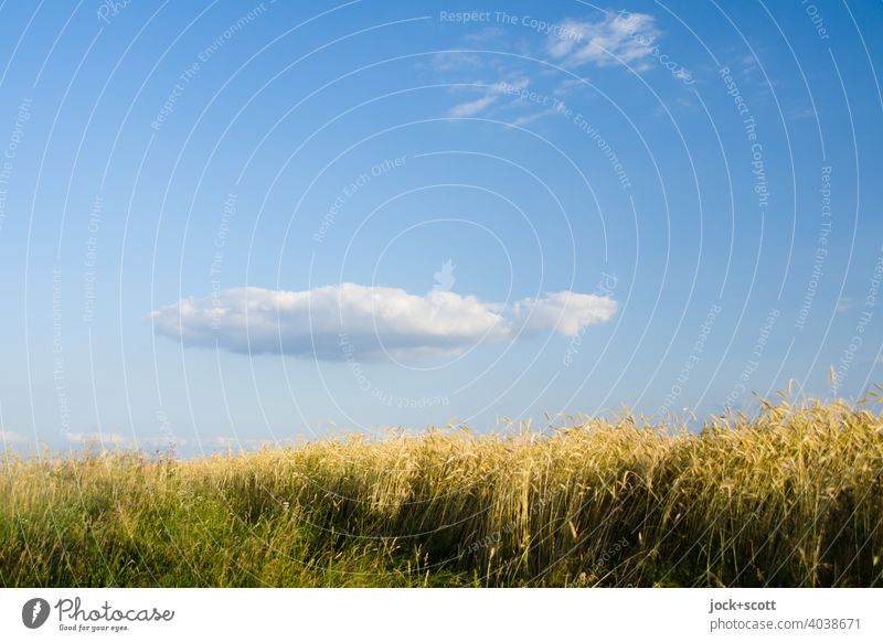 slow moving cloud over cornfield Nature Summer Beautiful weather Grain field Agricultural crop Field Authentic Ease Sunlight Agriculture Wheat Blue sky Hover