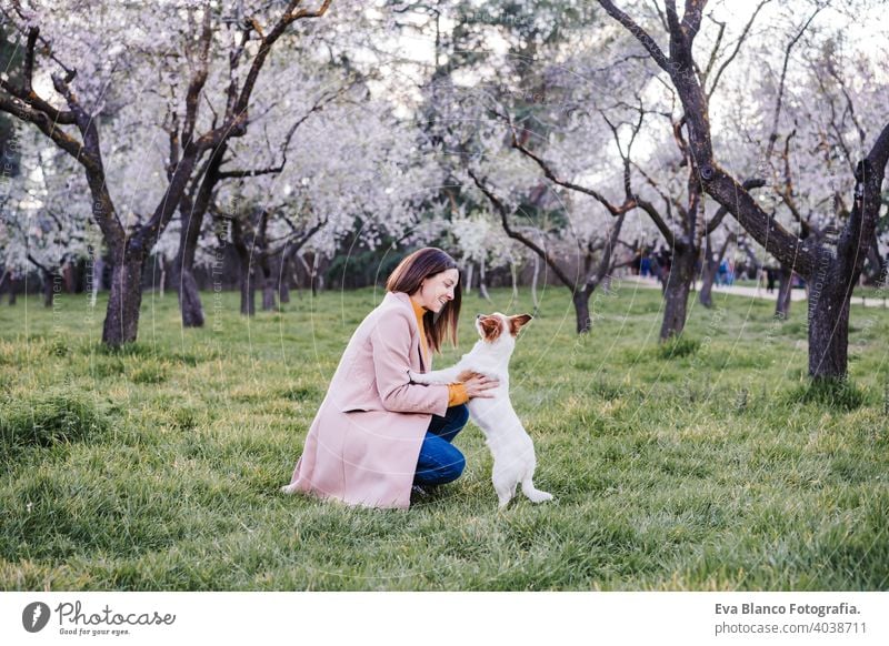caucasian woman and dog in park in springtime at sunset. Love and friendship concept. pets outdoors jack russell park spring flowers together togetherness owner