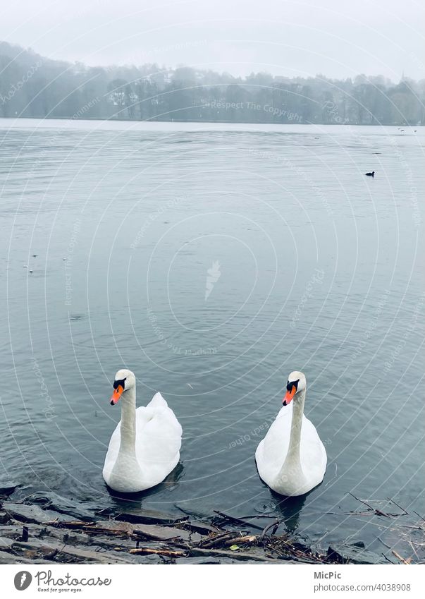 Two swans on the lakeshore Shallow depth of field Deserted Day Exterior shot Copy Space daylight Nature Idyll Love of nature Lakeside White animals