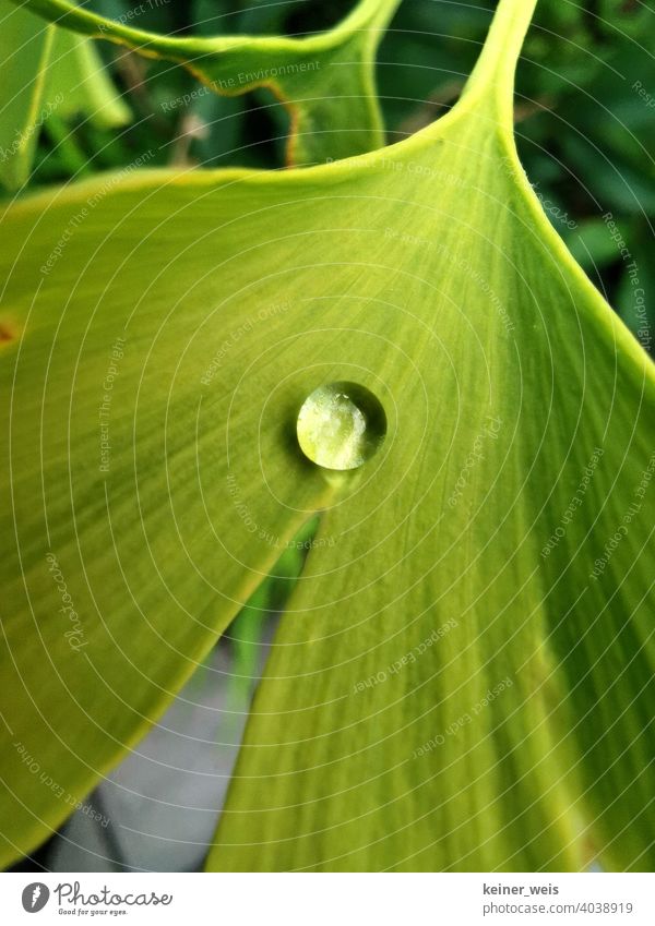 Hydrophobic Green Ginkgo Leaf with Single Drop of Water Ginko ginkgo Drops of water Pearl Close-up Sunlight Nature Surface Surface tension Surface structure