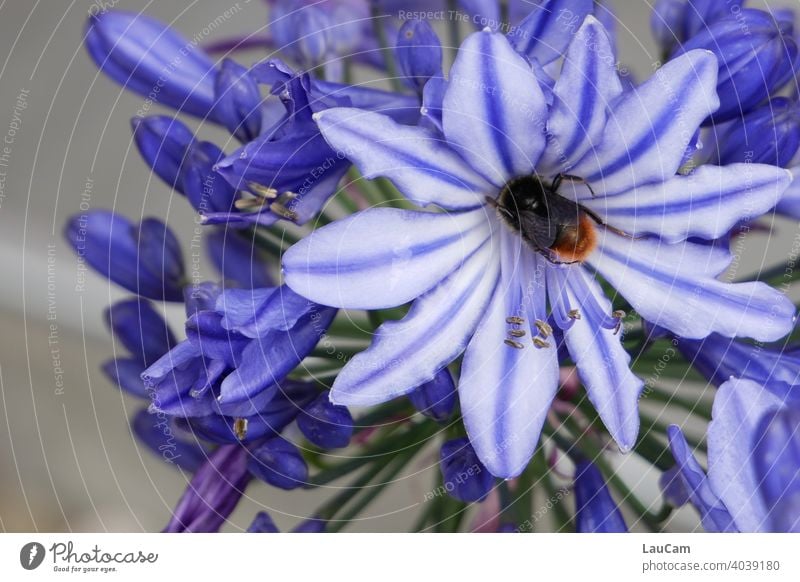 Bumblebee in a blue and white flower Bumble bee Blue White blue-white Insect Flower Blossom Summer Nature Animal Plant Colour photo Exterior shot Close-up