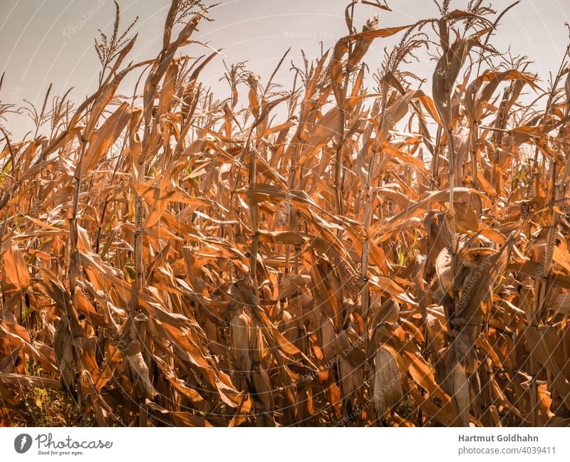 Feld mit Maispflanzen und reifen Maiskolben leuchtet goldgelb im Sonnenlicht. Maisfeld Getreide Nutzpflanze Pflanzen ländlich Nahrung Landwirtschaft Ernährung