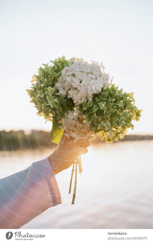 Closeup of female hand holding hydrangea flowers in the sunset outdoors bouquet fresh bunch showing floral person beautiful florist spring plants hands feminine