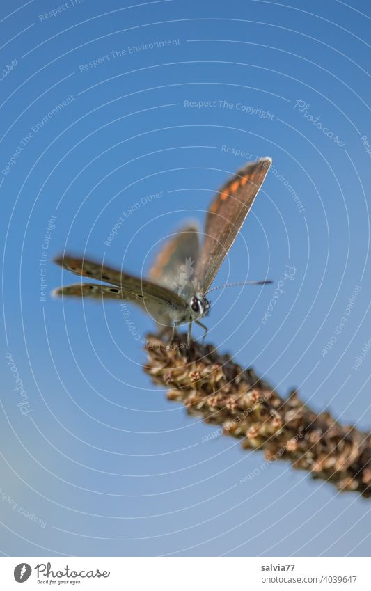 small butterfly sits with open wings on a grass flower and enjoys the sun warmth Sky blue Butterfly Grand piano Macro (Extreme close-up) Nature 1 Insect Feeler