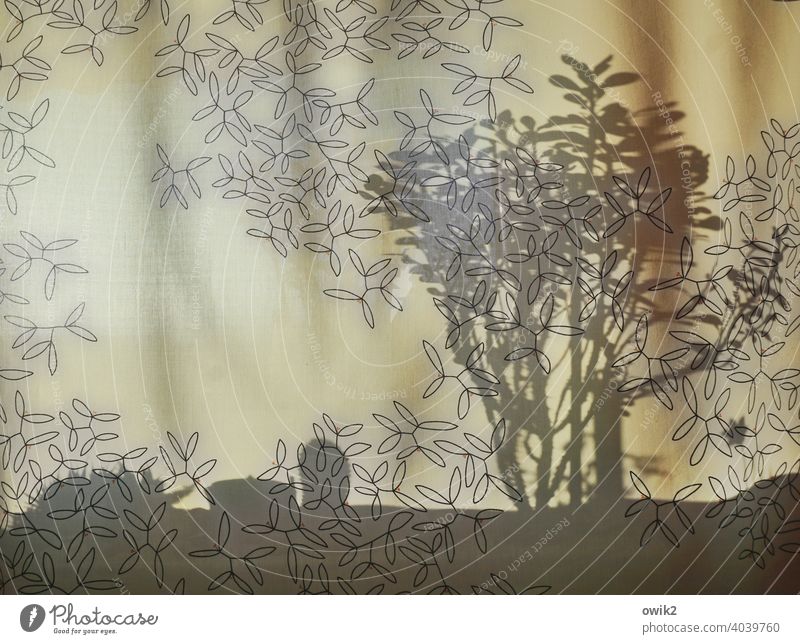 multi-layered Drape Window Window board Shadow Shadow play Pattern Arrangement Delicate Overlay Levels Plant Houseplant Crown-of-thorns Hazy Silhouette leaves