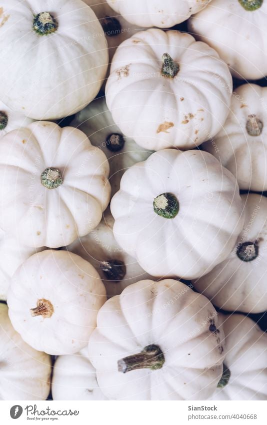 Many white pumpkins Halloween concept. autumn halloween thanksgiving fall nature natural Flat lay background isolated harvest squash november winter plant pale