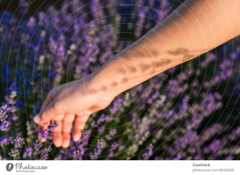 Young woman harvest lavender flowers in field shadows sun natural girl purple outdoors bouquet nature herbal floral meadow day female provence bloom beautiful