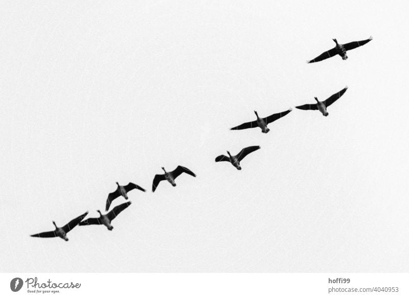 Grey geese in diagonal formation against white sky Gray lag goose Migratory bird Diagonal white background Wild animal Bird Group of animals Flock Goose Flying