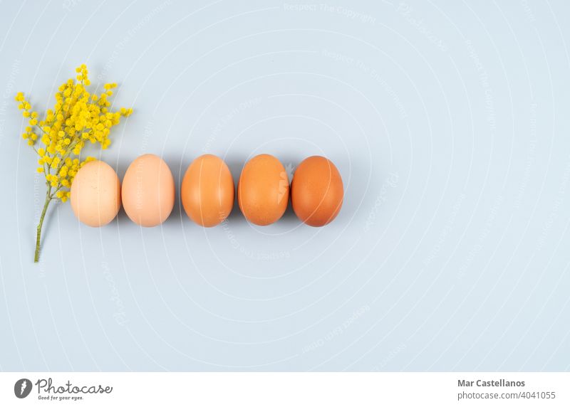 Eggs in a row on blue background with yellow flowers. Copy space. Top view. eggs easter copy space top view color shades kitchen food birds chicken holiday
