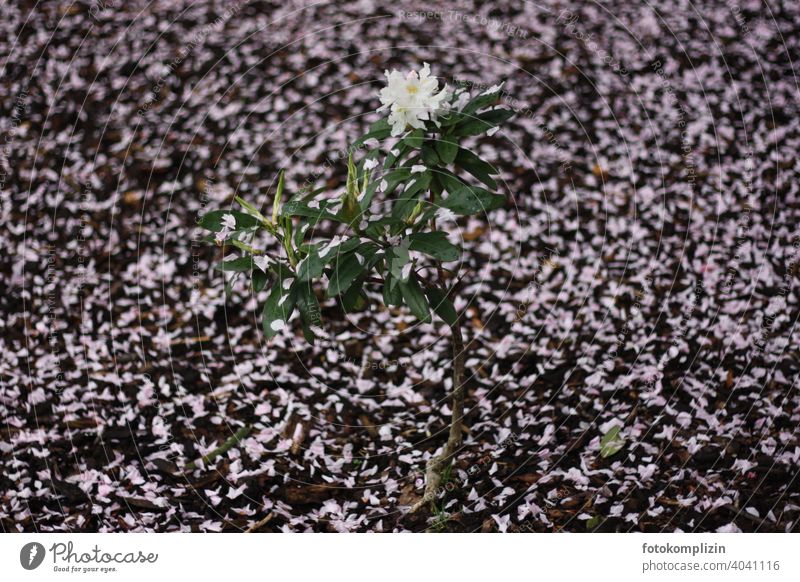 white flowering rhododendron plant stem between fallen pink petals on the ground Rhododendrom Azalea Blossom blossoms Blossoming Flower Spring White Pink
