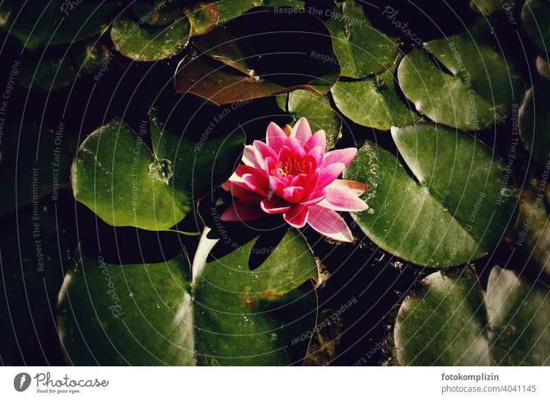 pink blooming water lily between water lily leaves Water Lily Water lily Water lily leaf Water lily pond Pond Leaf Blossom Plant Lake Blossoming Aquatic plant