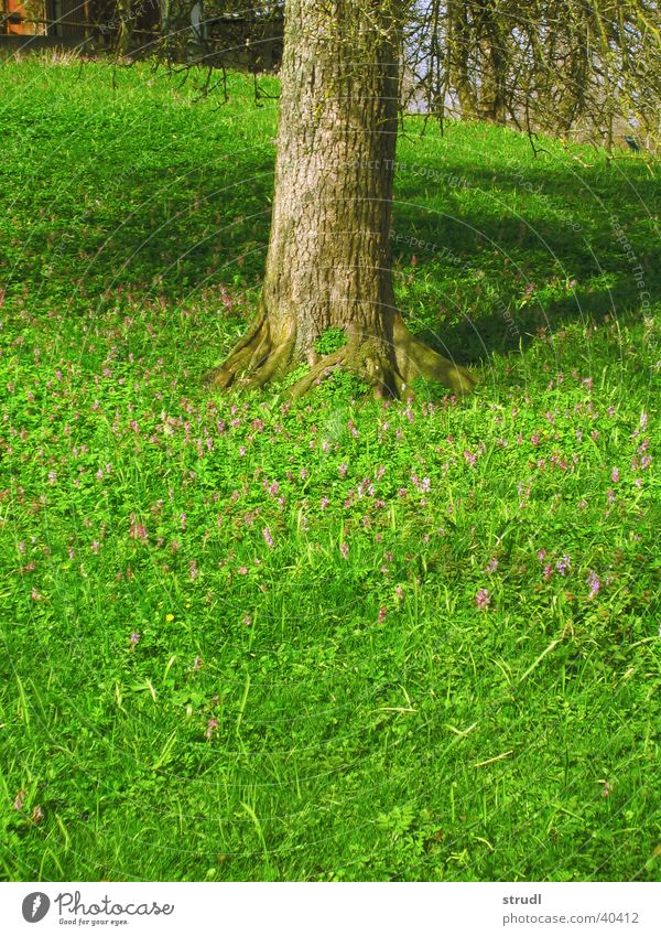 Spring. Tree Flower Grass Green Meadow Tree trunk