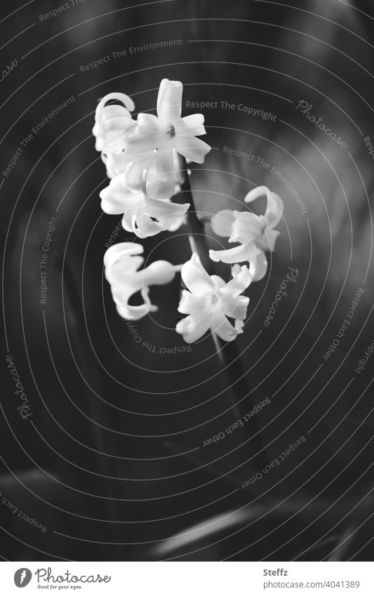 white hyacinth Hyacinthus Stylish Elegant elegance black-and-white blossom Mysterious magical cryptic puzzling Mystic unusual beguiling fragrance Fragrance