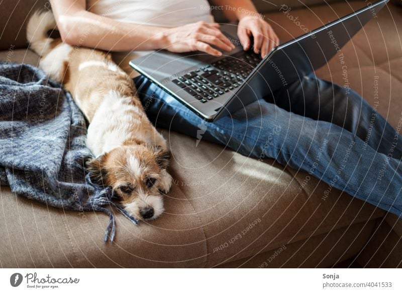 Man with a laptop and a small dog on a sofa Dog home office labour Lifestyle Pet Small Terrier Animal Sofa Sit on your knees hygge Living room at home Computer