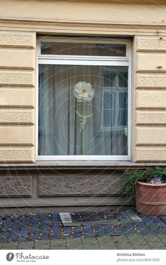 giant flower in old building window Window Curtain Flower paper flower fabric flower Blossom Artificial Large Individual decoration ornamental