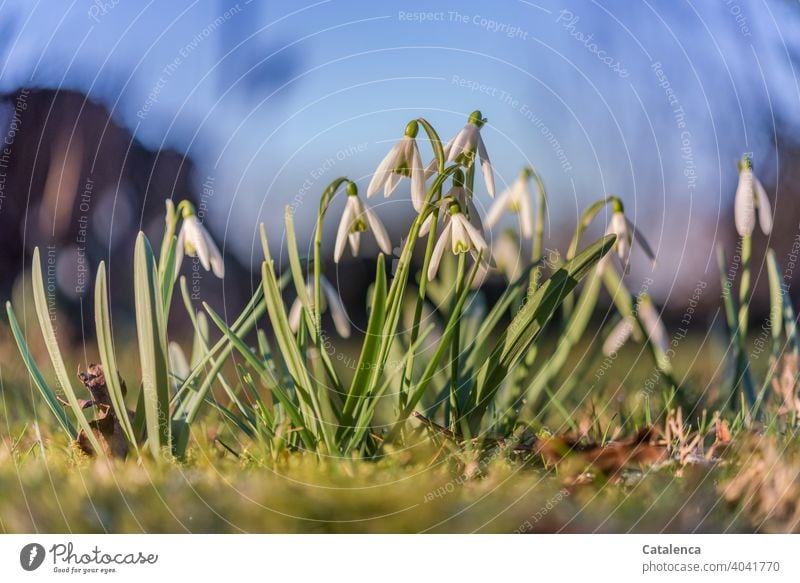 Snowdrops on a sunny, warm spring day Nature flora Plant Flower Blossom Leaf Spring Season Anticipation Sky Day daylight Garden Green Blue White blossom fade