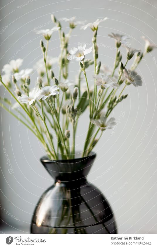 White Flowers In Vase Floral vase object Seasonal indoor home house copy space horizontal Natural decor decoration decorative glass glow glowing evening Green