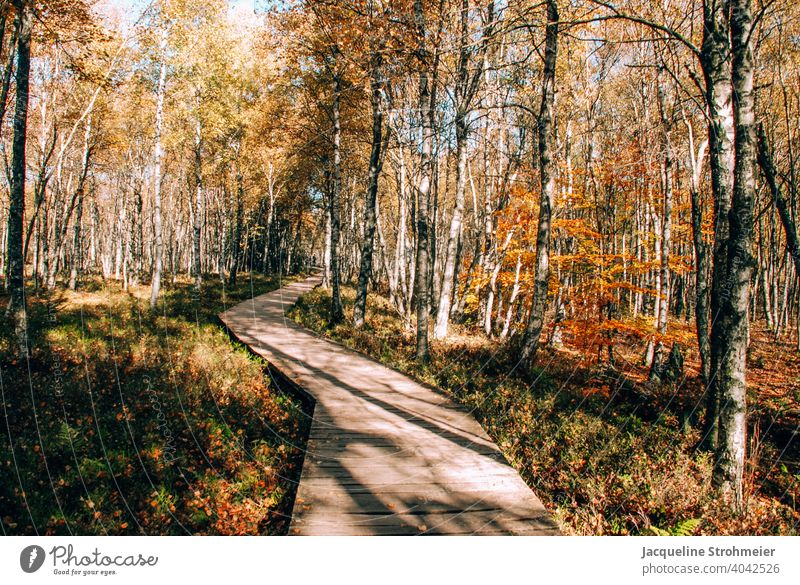 Red moor in autumn, Rhön, Germany red mire Fen Bog Autumn autumn colours wooden walkway Plank Path UNESCO Biosphere Reserve Nature reserve nature conservation