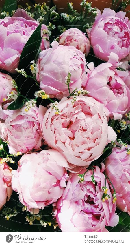 Elegant bouquet of a lot of pink peonies, heap of fresh beautiful pink peony flowers in full bloom, close up, top view. Flowery summer texture for background. Spring blossoms.