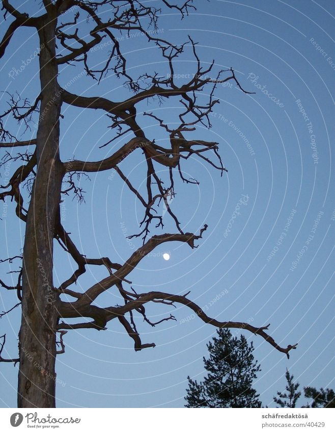 mysticism Mystic Tree Full  moon Twilight Branch Moon