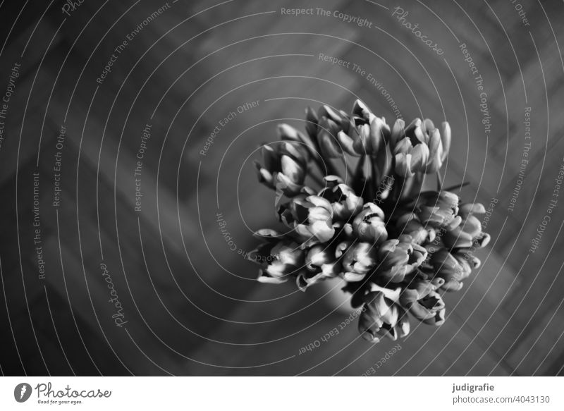2222 | Tulip bouquet from above in black and white tulips Blossom Flower Bouquet Vase Parquet floor Spring Blossoming bouquet of tulips Interior shot Floristry