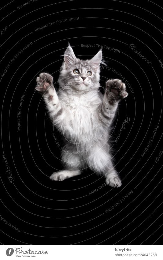 playing maine coon kitten rearing up on black background cat copy space cut out isolated one animal indoors studio shot purebred cat pets maine coon cat