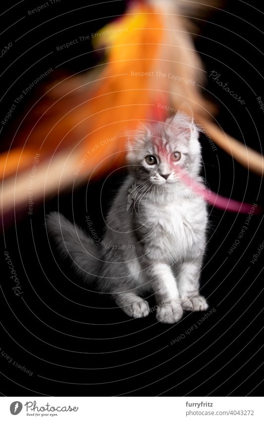 playful silver gray maine coon kitten looking at feather toy on black background cat copy space cut out isolated one animal indoors studio shot purebred cat