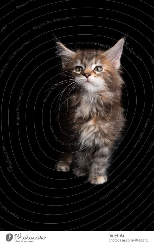 Cute Calico Maine Coon Kitten Portrait On Black Background A Royalty Free Stock Photo From Photocase