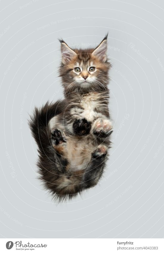 cute calico maine coon kitten sitting on glass table cat bottom view directly below cut out copy space isolated studio shot funny low angle view portrait