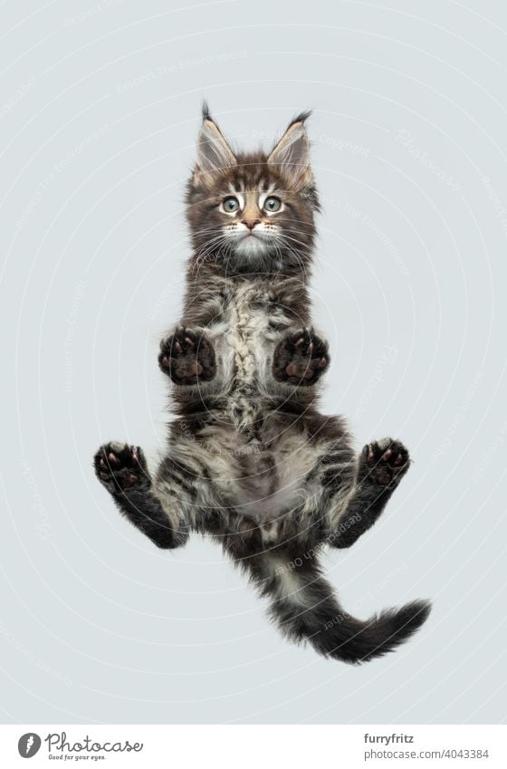 funny bottom view of maine coon kitten standing on glass table looking down at camera cat directly below cut out copy space isolated studio shot low angle view