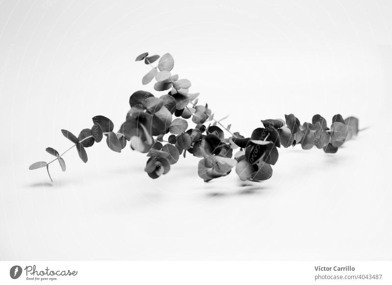 Isolated black and white eucalyptus vegetal studio