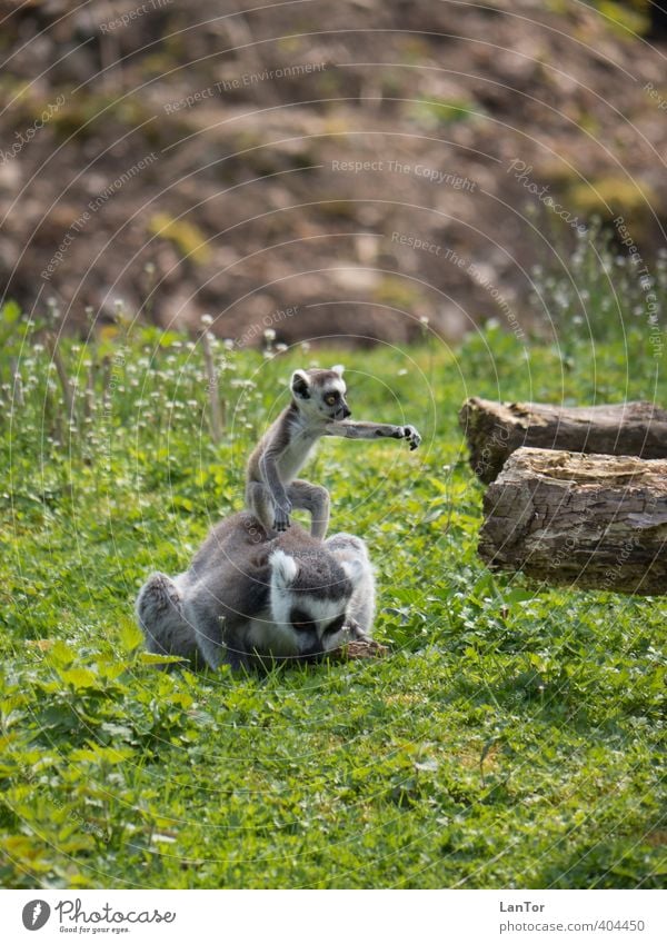 that way Animal Pelt Zoo Ring-tailed Lemur Half-apes 2 Baby animal Wood To feed Cute I like to move it move it Colour photo Exterior shot Day Sunlight