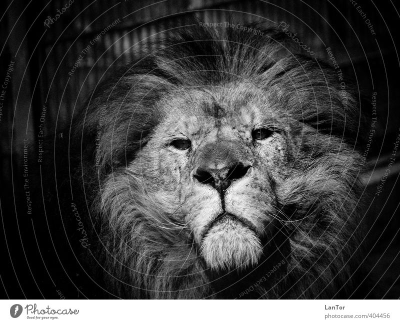 The King Animal Wild animal Animal face Zoo Lion 1 Observe Looking Esthetic Large Power Brave Calm Majestic Might Black & white photo Exterior shot Detail Day