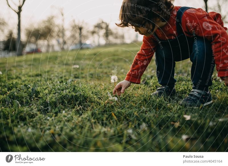 Child picking Dandelion childhood Spring Spring fever Happiness Blossom Green Meadow Blossoming Plant Exterior shot explore Shallow depth of field Flower