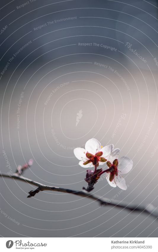 White Plum Blossom Flowers Floral cherry pink white branch Spring tree Season Seasonal blue Bloom Blooming copy space Natural Nature woods woodland forest Plant