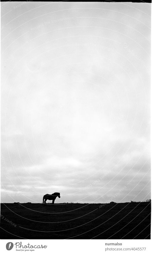Horse all alone Shadow by oneself dream Nightmare Loneliness paddock Meadow Contrast Equestrian sports