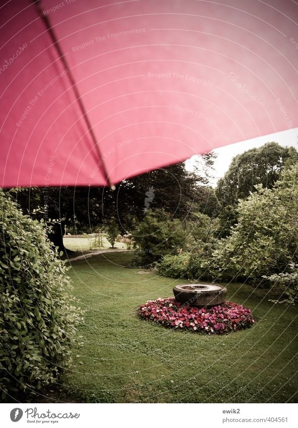 display Garden Environment Nature Landscape Plant Sky Climate Weather Bad weather Rain Looking Beautiful Green Red Flower Fashioned Rose garden Magenta Umbrella