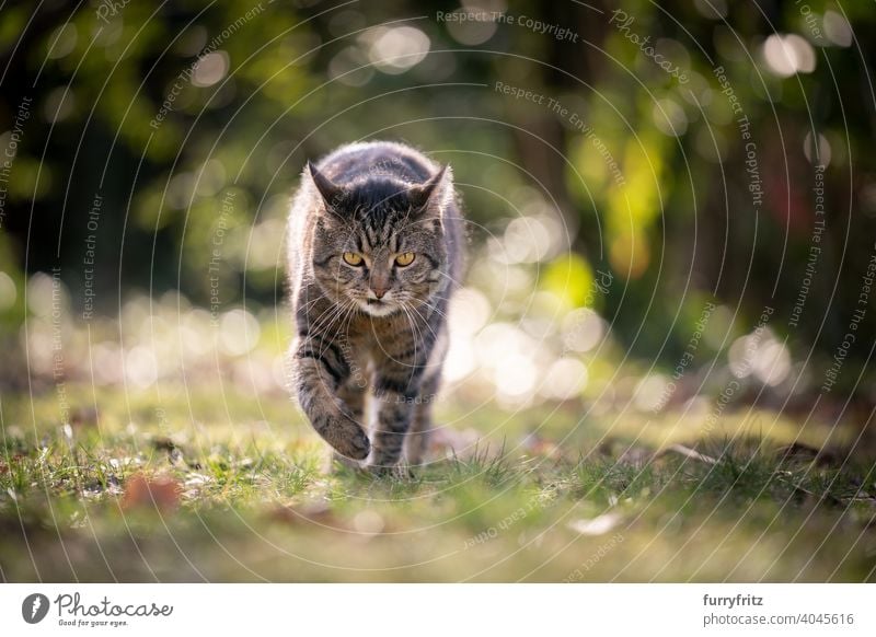 cat walking in nature looking at camera viciously pets feline fur one animal outdoors garden front or backyard lawn meadow grass green selective focus tabby