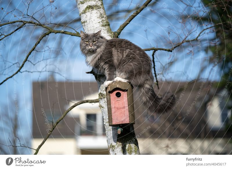 cat climbing on tree sitting on birdhouse pets feline fur fluffy one animal outdoors garden front or backyard nature curious hunting prowling birch