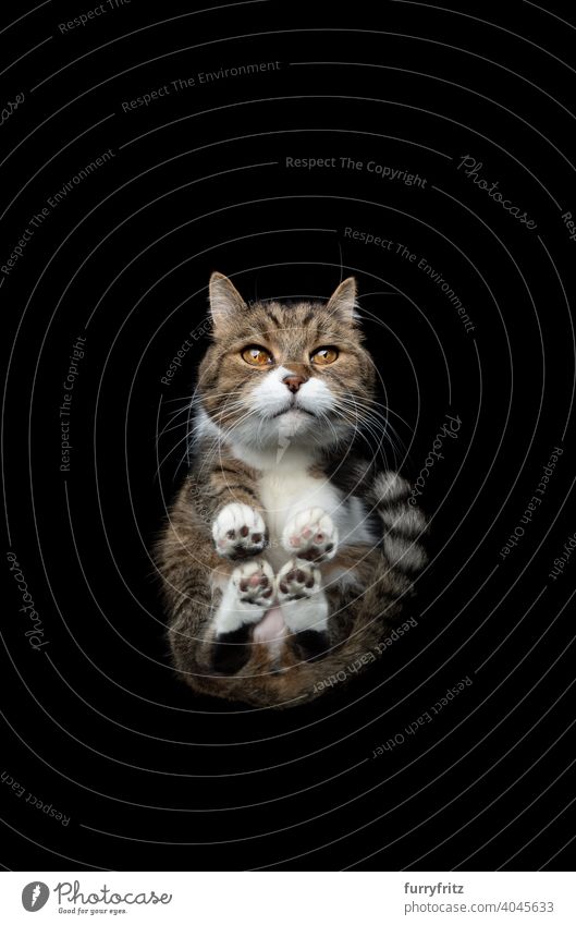 bottom view of cute cat on black background pets feline fur one animal british shorthair cat tabby white copy space below low angle view studio shot cut out