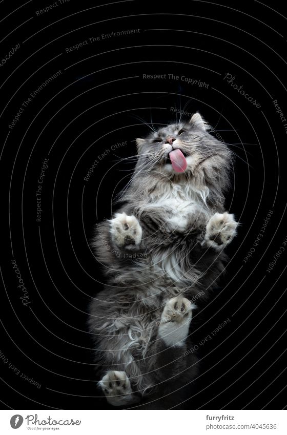 bottom view of fluffy maine coon cat on black background pets feline fur one animal longhair cat copy space studio shot cut out below paws licking