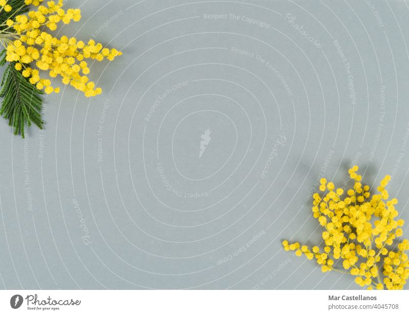 Yellow flowers on gray background. Top view. Copy space. mimosa color of the year yellow flowery copy space top view acacia leaf green bloom nature plant spring