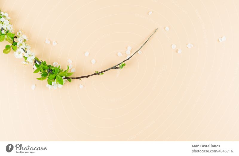 White plum blossoms on cream background. Copy space. Spring concept. flowers plum tree branch spring floral copy space top view leaves buds growth still life