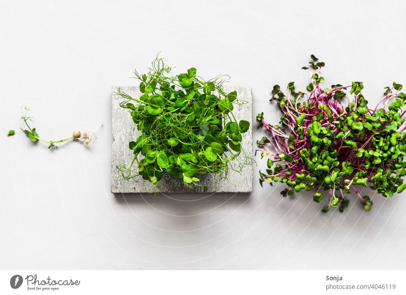 Radish and pea cress on a gray background. View from above. Cress radish sprouts Peas Green Fresh cultivation Healthy Nutrition naturally Organic produce