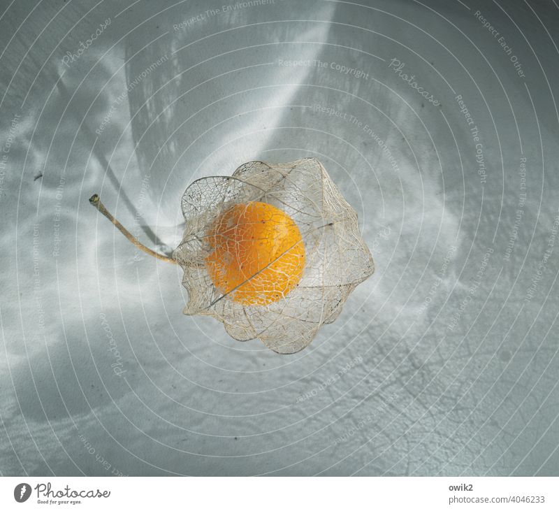 Lightly dressed Plant Exotic Physalis Orange Delicious naturally Healthy Small Uniqueness Calm Sheath Vitamin Interior shot Reticular Colour photo Transparent