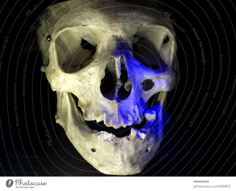 portrait Skeleton Mystic Human being Head Death's head