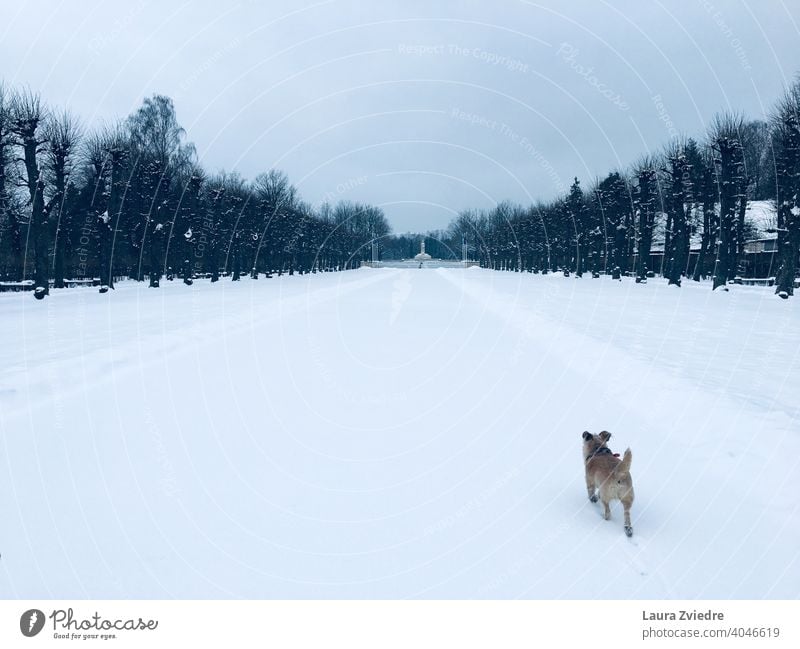 Winter walk with the dog Dog breed of dog Winter mood Winter light winter walking Snow Cold Frost Climate Freeze Monument Winter's day Winter vacation White